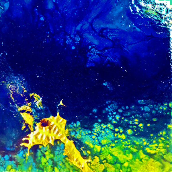 Squid Ink by Susie Sarkozy